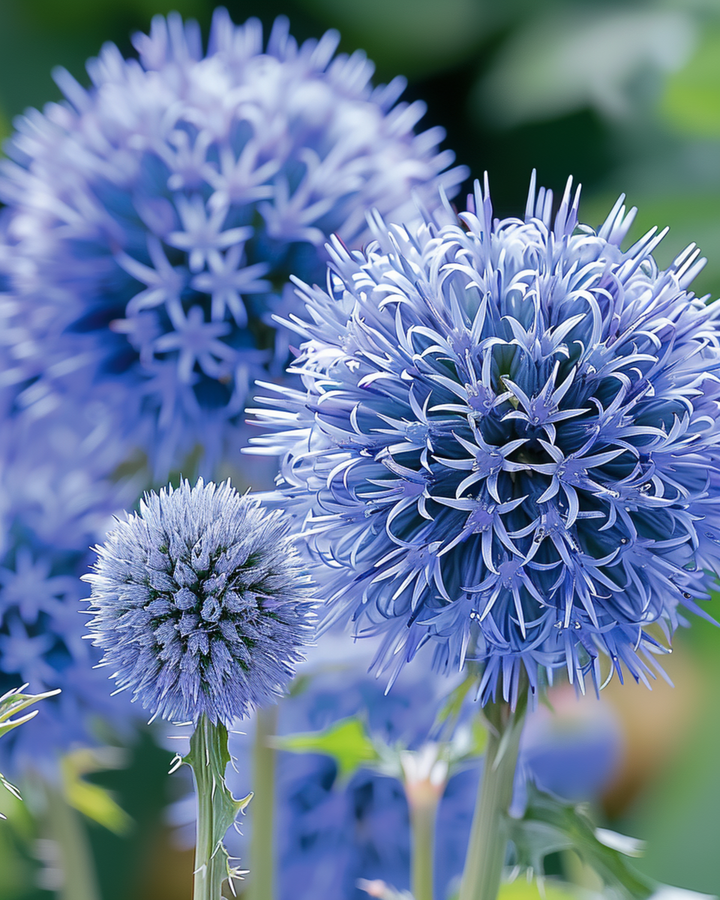Globe Thistle Blue pollineringsvenlig frø (Echinops ritro) – flerårig