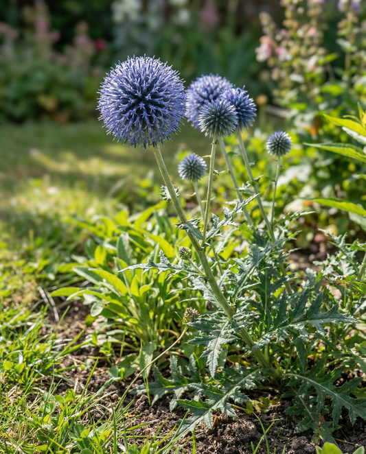 Globe Thistle Blue pollineringsvenlig (Echinops ritro) – flerårige frø fra SeedsChoice