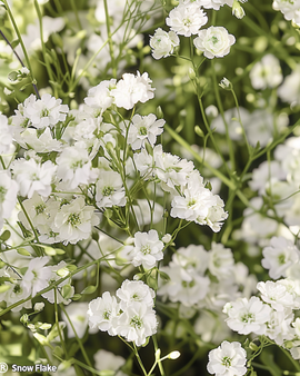 Gypsophila Snow Flake frø Gypsophila Paniculata flerårig