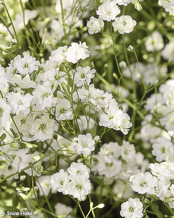 Snow Flake frø (Gypsophila paniculata) – staude