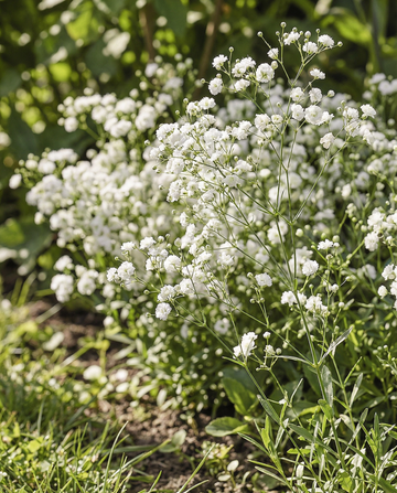 Snow Flake (Gypsophila paniculata) – staudefrø fra SeedsChoice