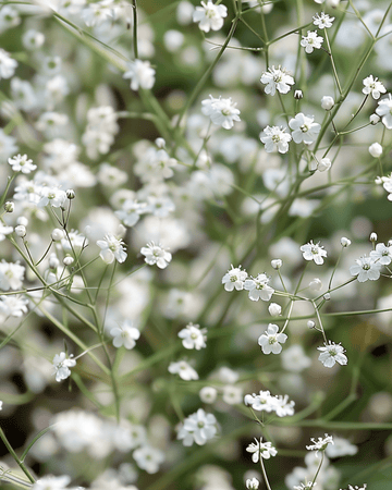 White Single Flowered frø (Gypsophila paniculata) – flerårig blomst