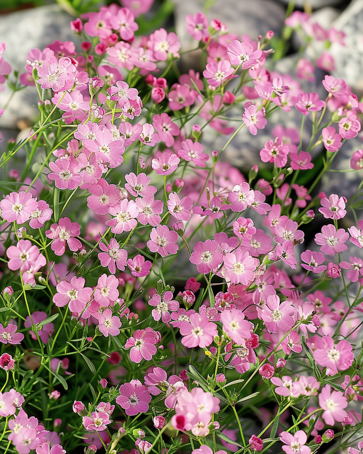 Krypende slørblomstfrø (Gypsophila repens) – staude