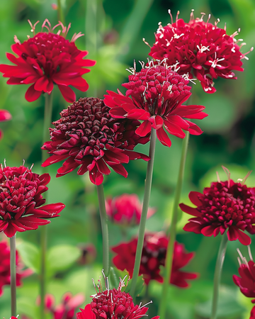Makedonsk skabiose Red Knight frø (Knautia macedonica) – flerårig
