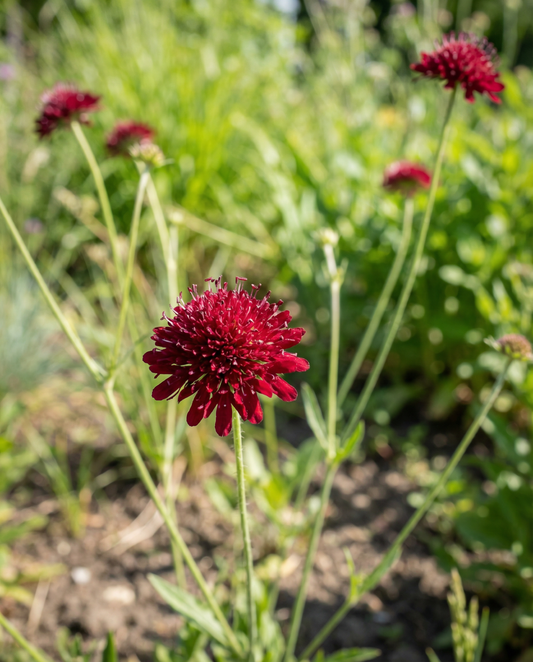 Makedonsk skabiose Red Knight (Knautia macedonica) – flerårige frø fra SeedsChoice