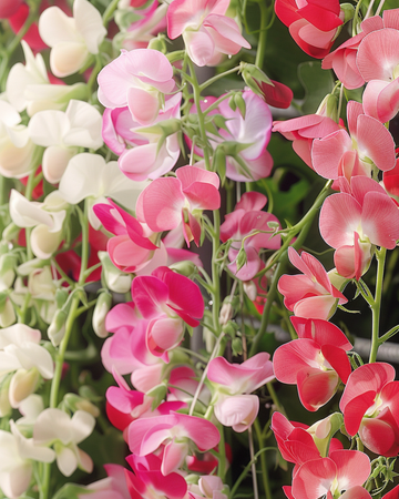 Lugtært Mixed frø (Lathyrus latifolius) – flerårig blomst
