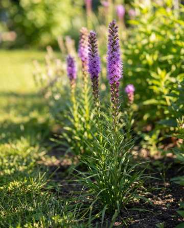 Bisseurt (Liatris spicata) – staudefrø fra SeedsChoice