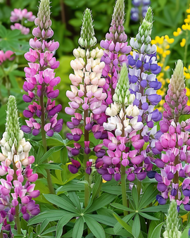 Lupin Seeds Lupinus Polyphyllus Russell Hybrids Mixed Perennial Flowers