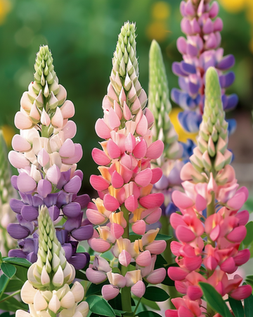 Lupine Minarette frø (Lupinus polyphyllus) – flerårig blanding