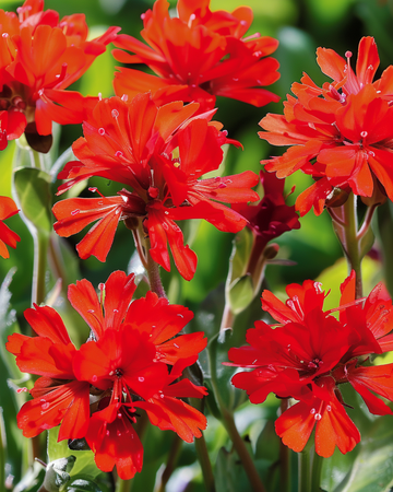 Korsblomstfrø (Lychnis chalcedonica) – staude