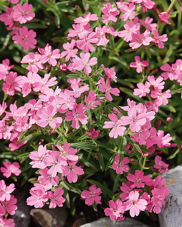 Klippesæbeurtfrø (Saponaria ocymoides) – flerårig