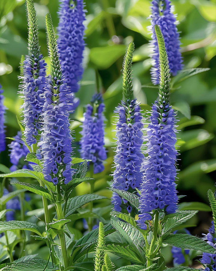 Ærenpris Blue frø (Veronica spicata) – flerårig blomst