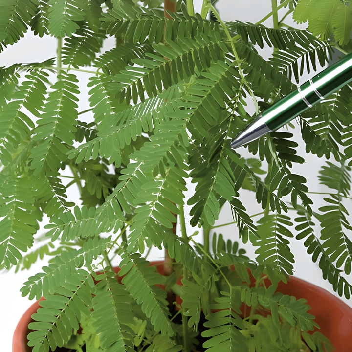 Sensitive Plant frø (Mimosa pudica) – flerårig blomst