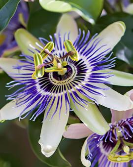 Passiflora Caerulea Seeds Passion Flower Perennial Passiflora Caerulea