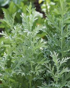 Artemisia Absinthium frø – Artemisia Absinthium flerårig urt