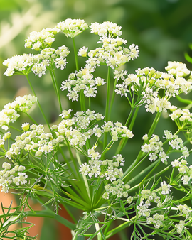 Anisfrø Pimpinella anisum etårig urt kulinarisk