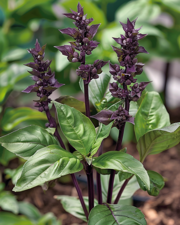 Kanelbasilikumfro (Ocimum basilicum) – enårig urt