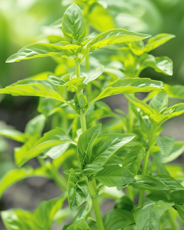 Basilikum med små blade frø (Ocimum basilicum) – enårig urt