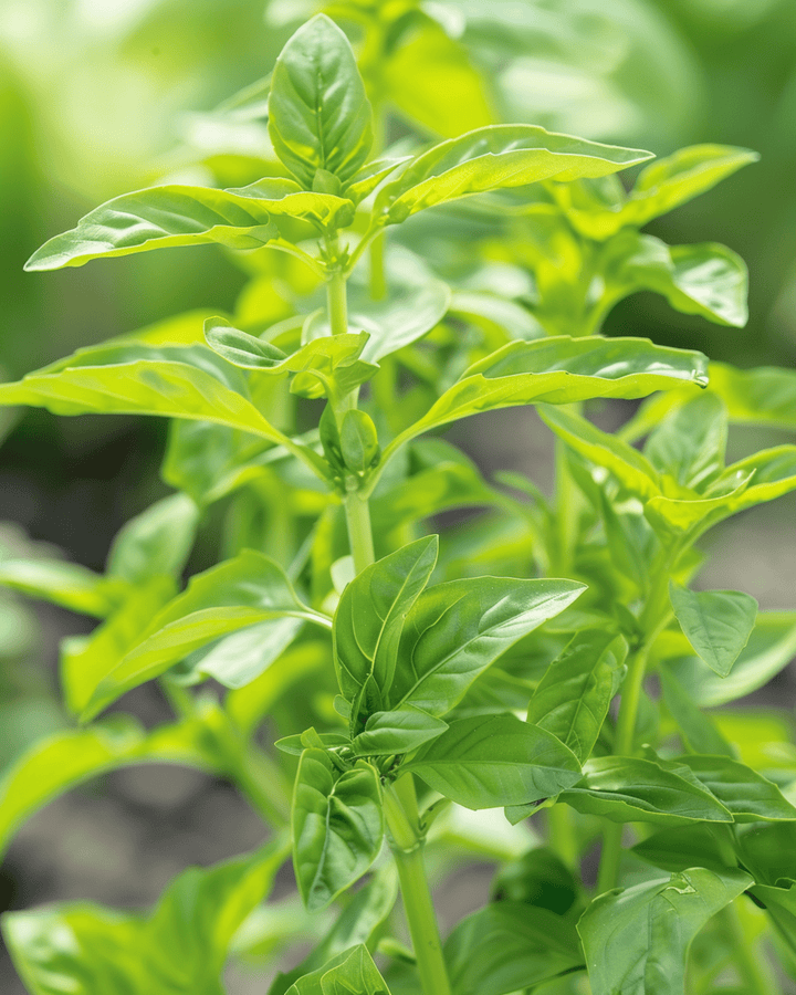 Basilikum med små blade frø (Ocimum basilicum) – enårig urt