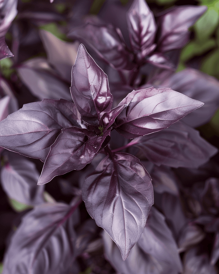 Sweet Basil Dark Opal frø (Ocimum basilicum) – etårig urt