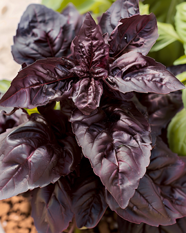 Sød basilikum Red Lizzy frø Ocimum basilicum etårig urt
