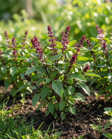 Sweet Basil Siam Queen (Ocimum basilicum) – annual herb seeds from SeedsChoice