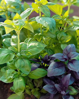 Sweet Basil Mixed frø Ocimum basilicum etårig urt blanding