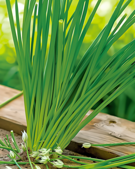 Hvidløgsløg-frø Allium tuberosum flerårig urt med hvide blomster
