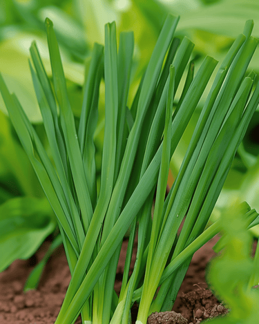 Vinterløg Winterhecke-frø (Allium fistulosum) – flerårig grøntsag