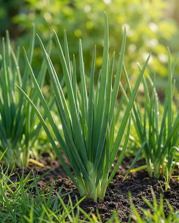 Vinterløg Winterhecke (Allium fistulosum) – frø til flerårig grøntsag fra SeedsChoice