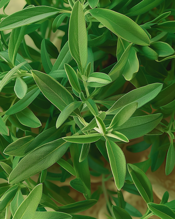 Have-sar frø (Satureja hortensis) – enårig urt
