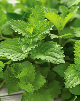 Citronmelissefrø Melissa officinalis flerårig urt til urtete