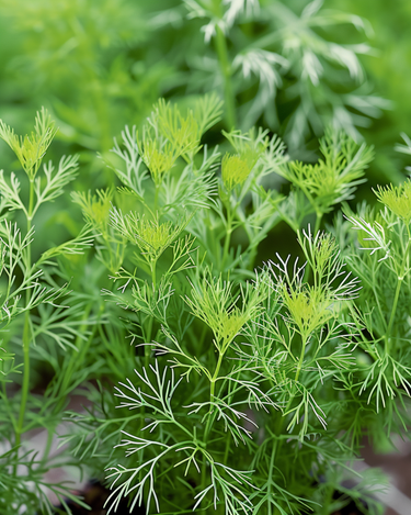 Dild Nano frø (Anethum graveolens) – enårig urt