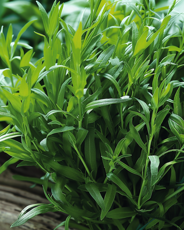 Russisk estragon frø (Artemisia dracunculus) – flerårig urt