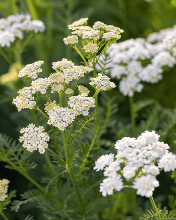 Røllikefrø (Achillea millefolium) – flerårig urt