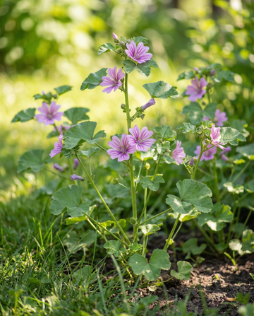Katost (Malva sylvestris) – frø til flerårig urt fra SeedsChoice