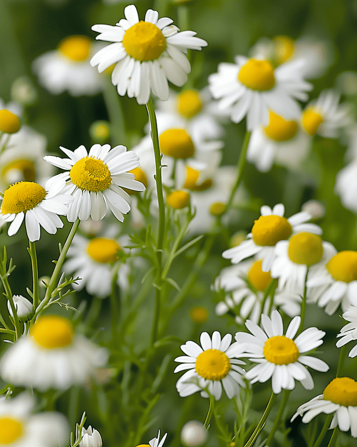Kamillefrø (Matricaria chamomilla) – etårig urt