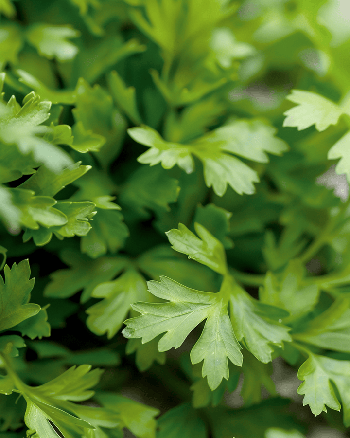 Kørvel Culinary frø (Anthriscus cerefolium) – etårig urt