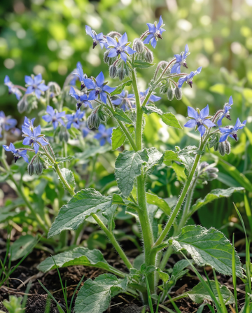 Spiselig hjulkrone (Borago officinalis) – frø til etårig urt fra SeedsChoice