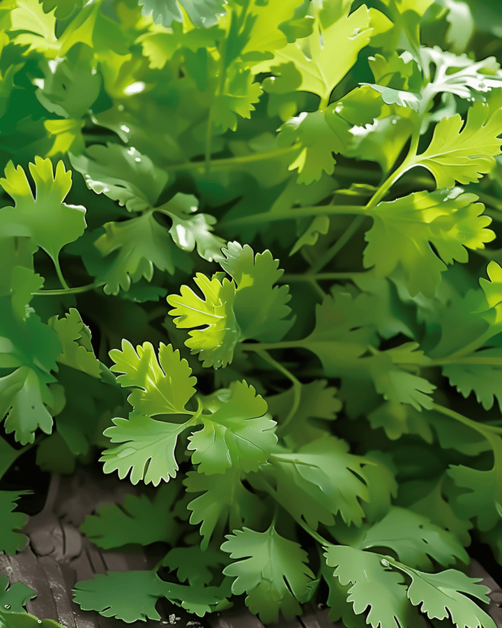 Koriander Slow Bolting Fine Leaf frø (Coriandrum sativum) – etårig urt