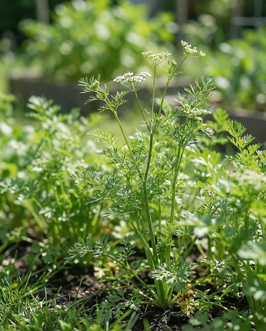 Koriander Slow Bolting Fine Leaf (Coriandrum sativum) – frø til etårig urt fra SeedsChoice