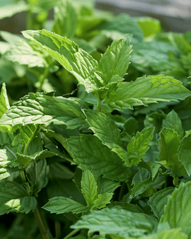 Grøn havemynte frø Mentha Spicata flerårig urt