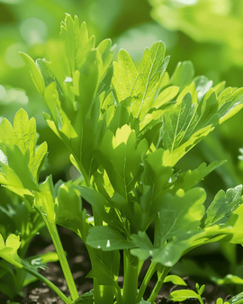 Løvstikkefrø Levisticum Officinale Flerårig Urt Suppeplante