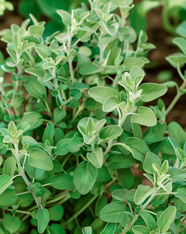 Sød merian frø Majorana hortensis etårig urt