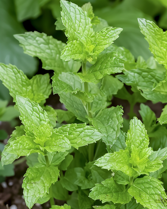 Pebermynte-urtete (Mentha piperita) – flerårige urtfrø fra SeedsChoice