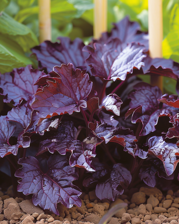 Shiso Red Leaved frø (Perilla frutescens) – etårig urt