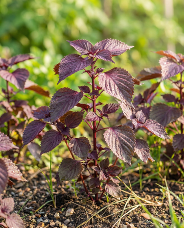 Shiso Red Leaved (Perilla frutescens) – etårige urtfrø fra SeedsChoice