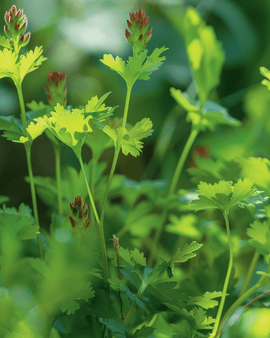 Pimpinellefrø Sanguisorba minor flerårig urt