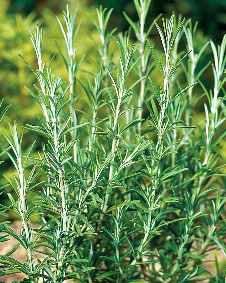 Rosmarin Common frø (Rosmarinus officinalis) – flerårig urt
