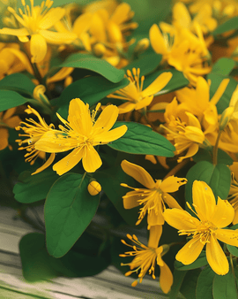 St. John's Wort frø Hypericum Perforatum flerårig urt